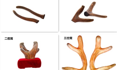 鹰君药业西洋参-鹰牌西洋参冲剂禁忌网 - 鹰牌西洋参的功效与作用,鹰皇西洋参500克
